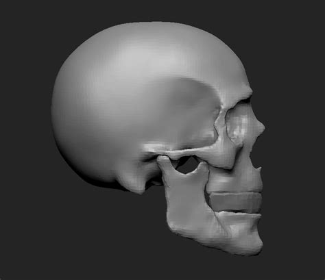 Human Skull Zbrush — polycount