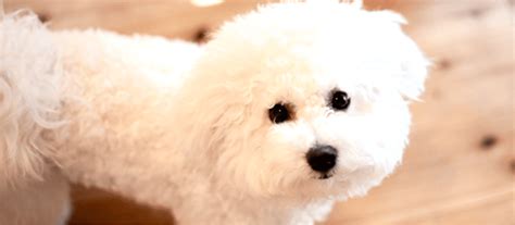 ビション・フリーゼの性格や飼い方のコツ、寿命、なりやすい病気まで全部紹介！ - ペット用品の通販サイト ペピイ（PEPPY）