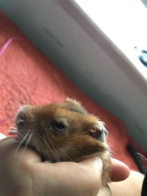 how do you hamster stressed without vet 6