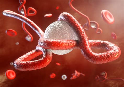 Ebola may have lingered in a survivor for 5 years before sparking new ...