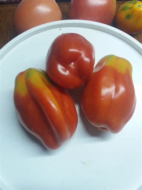 Red tomato
