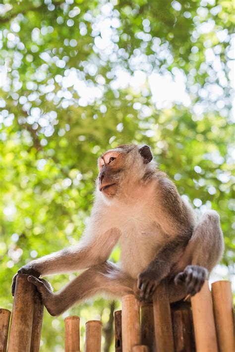 monkey   park  stocksy contributor mauro grigollo stocksy