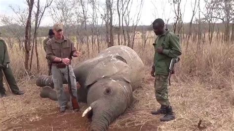 What Is Poaching Wildlife at Ronnie Figueroa blog