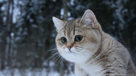 🔥 [35+] 1920X1080 Cat Wallpapers | WallpaperSafari