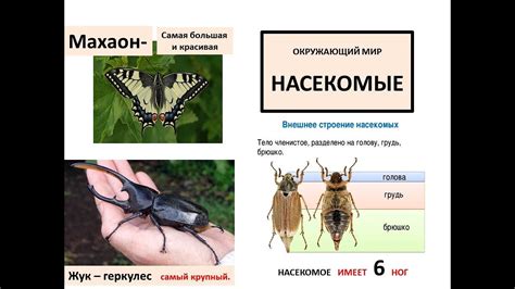Окружающий мир. Тема: Насекомые - YouTube