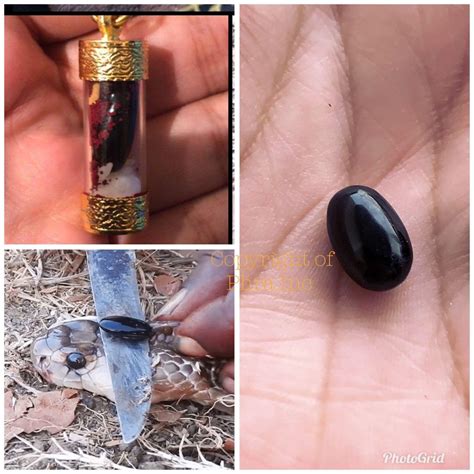 element mustika spiritual rare black cobra stone nagamani cobra pearl
