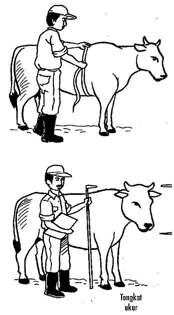 menghitung berat badan sapi taruna tani sumber mulyo