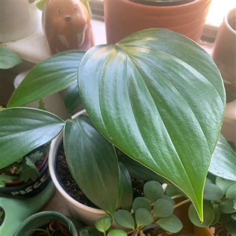 🍂 Why Does My Dragon Tail Plant Have Yellow Leaves?