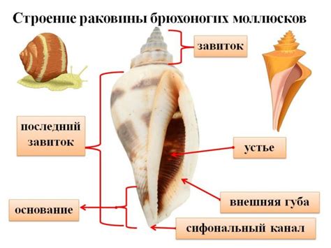 🚩 Моллюски: описание вида и представители, интересные факты