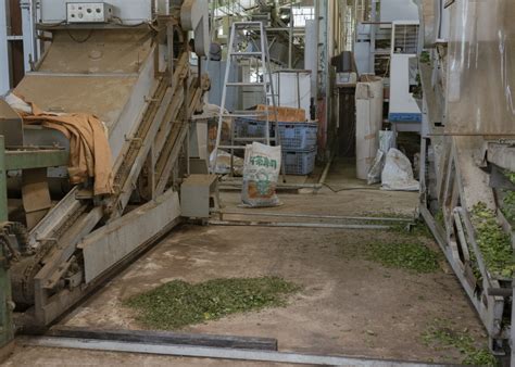 world  matcha japans farms    atmos