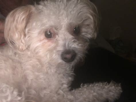 Dog adoption in Henderson, NV 89044: Mini poodle/terrier Dog "Ickabob