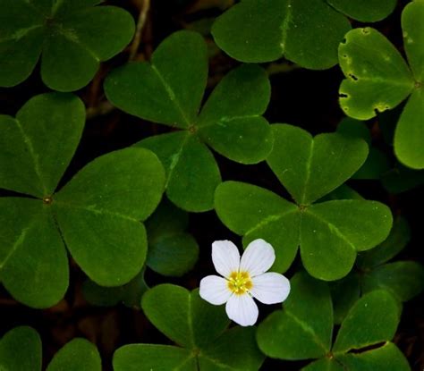 Vriksha Nursery: The Secret code of flowers: a "Valentine DAY" special
