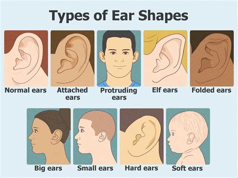 ear shapes   affect hearing