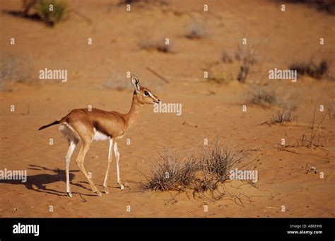 Goitered gazelle gazella subgutturosa hi-res stock photography and ...