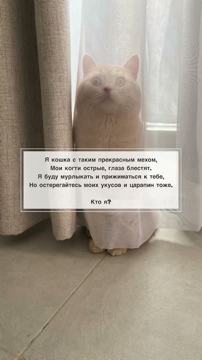 Загадка про Кота ️🐈 #юмор #shortsyoutube - YouTube