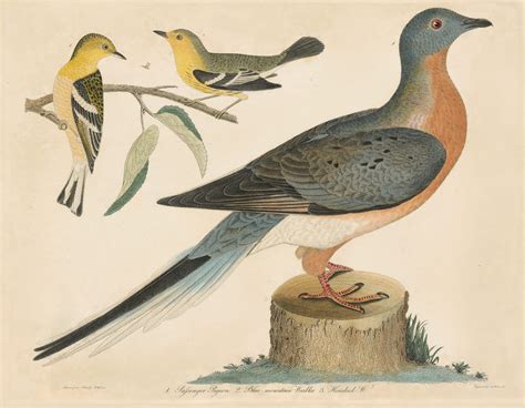Wilson Pl. 44 Passenger Pigeon; Blue-mountain Warbler, Hemlock W