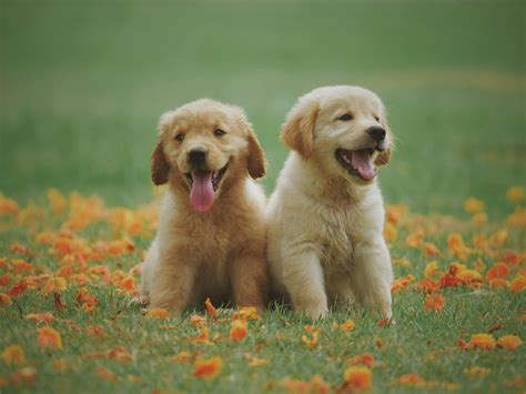40,000+ Best Dog Photos · 100% Free Download · Pexels Stock Photos
