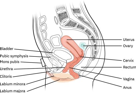 review  genitourinary  reproductive anatomy