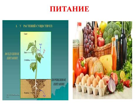 Понятие «организм». Разнообразие живых организмов, принципы их ...