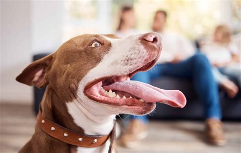 Helping An Adult Dog Adjust To A New Home | Highland Canine Training