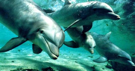LOS ANIMALES ACUATICOS: LOS ANIMALES ACUATICOS