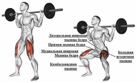 Приседания со штангой: техника выполнения, работающие мышцы