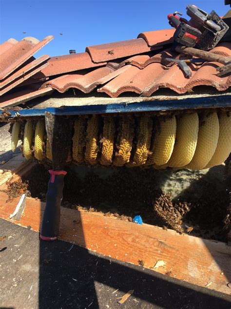 Victory Bee Removal On The Job