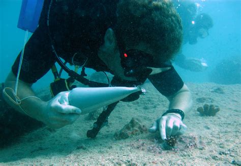 Coral reef restoration toolkit | PANORAMA