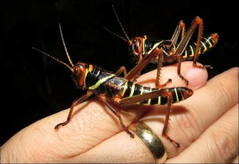 Tropidacris collaris - Jonathan's Jungle Roadshow