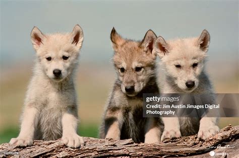 baby wolf pups high res stock photo getty images