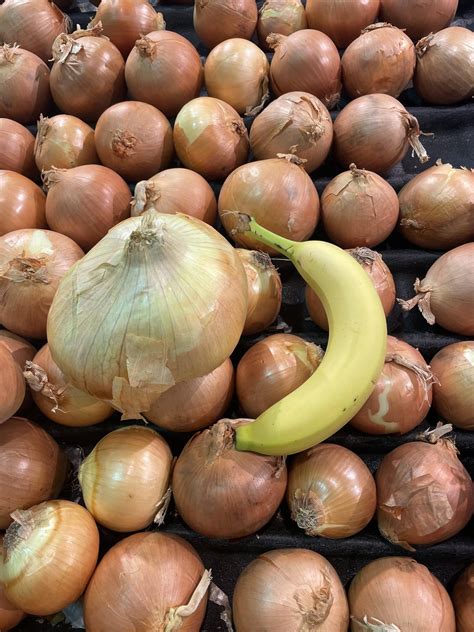 This giant onion : r/BananasForScale