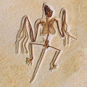 worlds oldest bat hunted  sonar news  science abc science