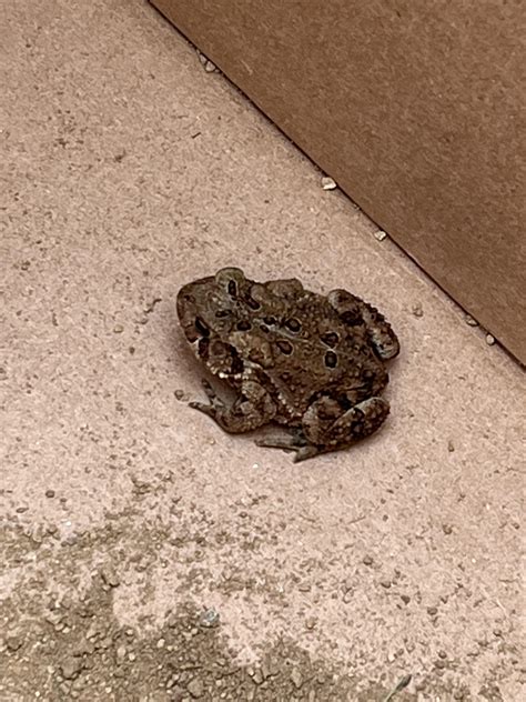 What is this toad? South Eastern CT : r/Toads