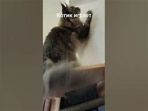 Котик играет с игрушкой - YouTube