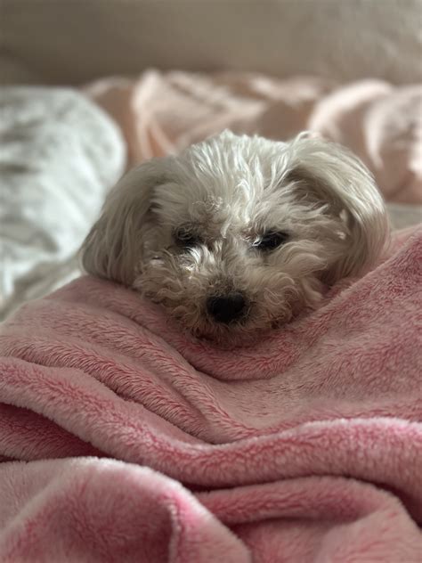 Memorial services and obituary for Rebecca Lacey 8