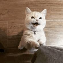Cling GIFs | Tenor