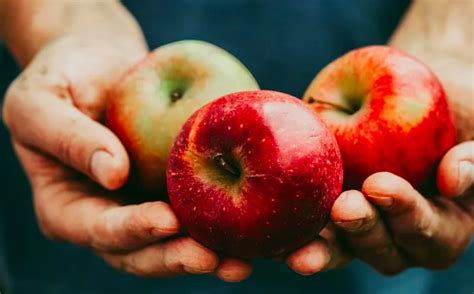 Top 10 Popular Apple Varieties You Need to Try Now - Hunter Games Magazine
