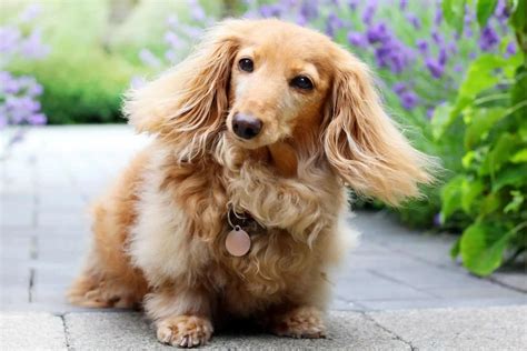 English Cream Dachshund - A Short And Unique Doggie