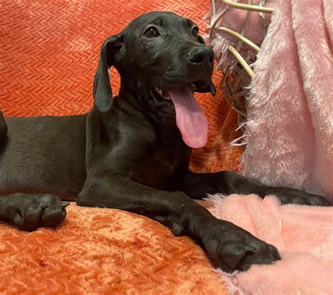 AKC Solid Black Female 75% Euro Great Dane looking for a forever home