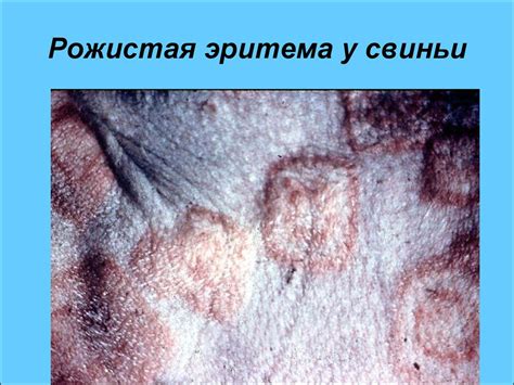 Патологическая анатомия и секционное вскрытие животных - презентация онлайн