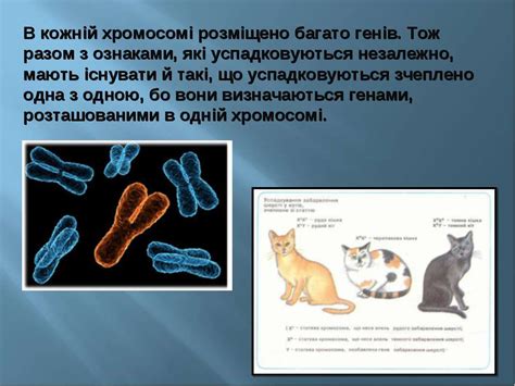 Хромосомна теорія спадковості - презентація з біології