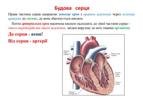 Презентація :"Серце його будова та функції.