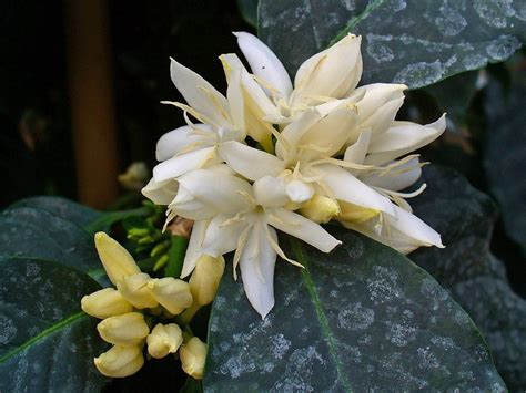 flower of coffea arabica by H. Zell Wikimedia Commons - Earth Buddies