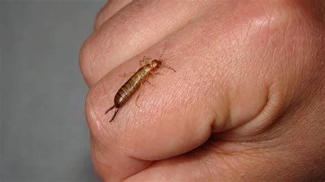 Cockroach bite Stock Photos, Royalty Free Cockroach bite Images ...