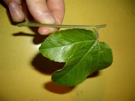 rooting plant cuttings  steps instructables