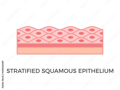 Stratified squamous epithelium. Epithelial tissue types. A multiple ...