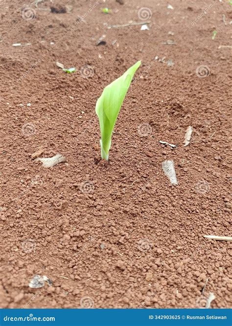 Growing New Shoots To Replace the Old Ones Stock Image - Image of