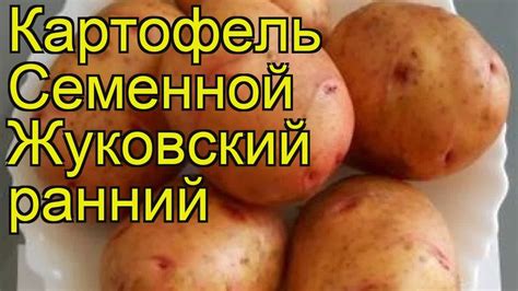 Картофель семенной Великан. Краткий обзор, описание характеристик, где ...