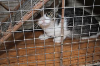 Animal Shelter :: TNR-BARTLETT (Case # 93678)