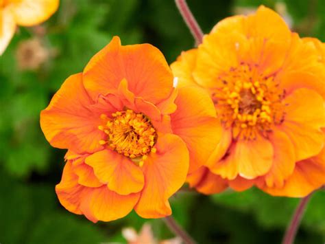 รูปภาพZinnien – เลือกดูภาพถ่ายสต็อก เวกเตอร์ และวิดีโอ1,468 | Adobe Stock
